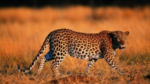 leopard_walking_grass_hunting_predator_big_cat_51133_3840x2160